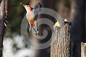 Northern flicker captured in flight near a tree