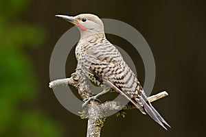 Northern Flicker (Colaptes auratus).