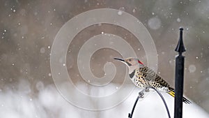 Northern Flicker - Colaptes auratus