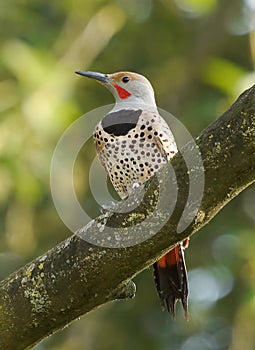 Northern Flicker Woodpecker photo