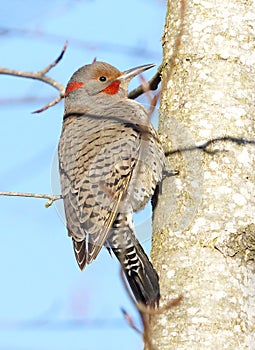 Northern Flicker - Colaptes auratus