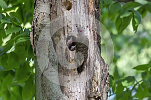 The Northern flicker Colaptes auratus nesting in Wisconsin