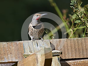 Northern Flicker Colaptes auratus perched on fence