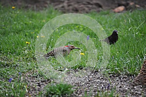 A Northern Flicker drops by the backyard..