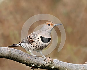 Northern Flicker female