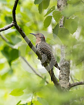 Northern Flicker Yellow-shafted Photo. Female bird perched on a branch with green blur background in its environment and habitat