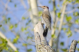 Northern flicker female on tree