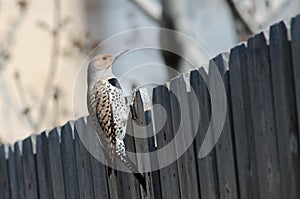 Northern Flicker on Fence