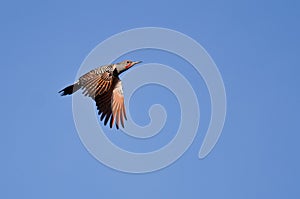 Northern Flicker Flying in a Blue Sky