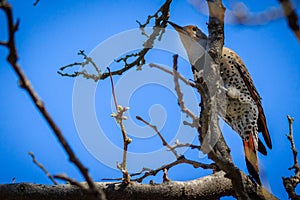 Northern Flicker grasping tree branch