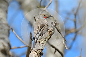 Northern flicker resting on tree branch