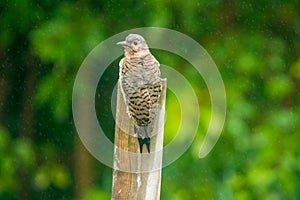 Northern flicker on lookout for hawks in summer