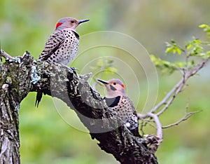 Northern flicker pair - male and female