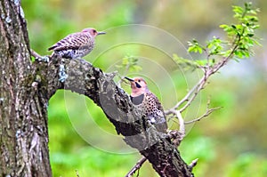 Northern flicker pair - male and female