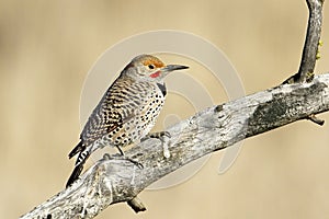 Northern Flicker perched on branch