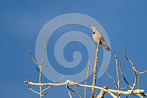 Northern Flicker Perched High in a Tree