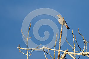 Northern Flicker Perched High in a Tree