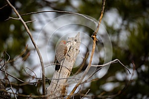 Northern Flicker perched on Tree