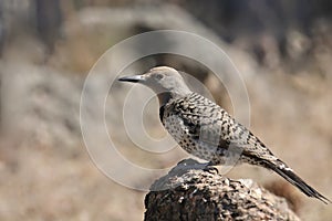 Northern Flicker Red-shafted, female colaptus auratus