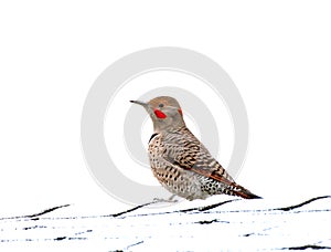 Northern Flicker Red Shafted Woodpecker Bird Male