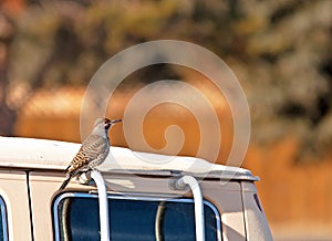 Northern Flicker Red Shafted Woodpecker on Van