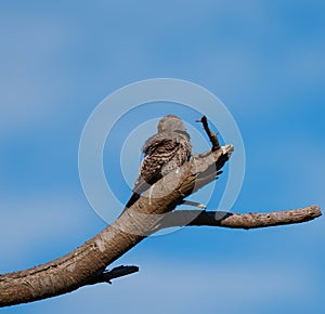 Northern flicker resting on tree branch