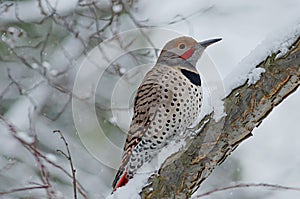 Northern Flicker in the Snow