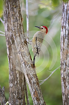 Northern Flicker on tree in Grand Cayman Islands