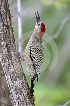 Northern Flicker on tree in Grand Cayman Islands looking up