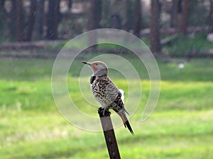 Northern Flicker (Woodpecker)