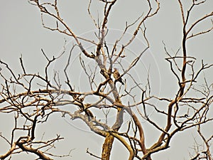 Northern Flicker Woodpecker Bird Perched on a Bare Tree