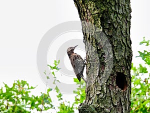 Northern Flicker Woodpecker Bird Perched on the Side of a Tree Trunk