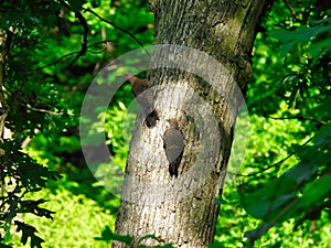 Northern Flicker Woodpecker Birds on the Trunk of a Large Tree