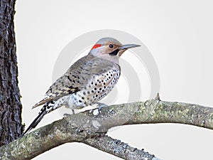 Northern flicker woodpecker perched on a branch