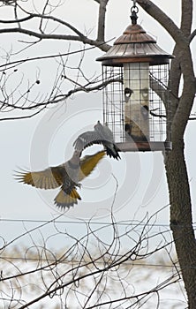 Northern Flicker Woodpeckers