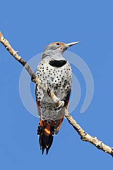 Northern Flicker & x28;Colaptes auratus& x29; Red-shafted photo
