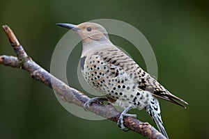 Northern Flicker, yellow shafted hybrid