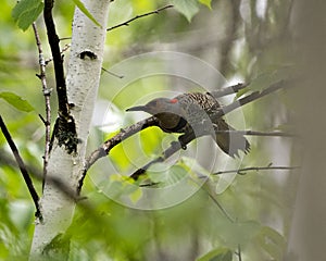 Northern Flicker Yellow-shafted Photo. Female bird perched on a branch with green blur background in its environment and habitat