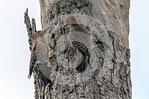 Northern Flickers Spring Southwestern Ontario, Canada