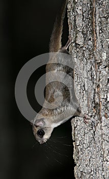 Northern Flying Squirrel at Night