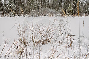 Northern forest details