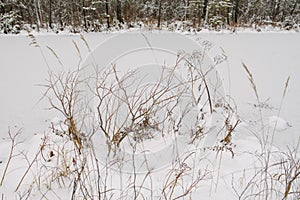 Northern forest details