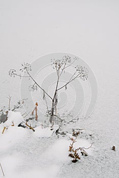 Northern forest details