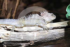 Northern Forest Dragon