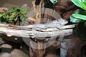 Northern forest dragon