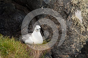 Northern fulmar