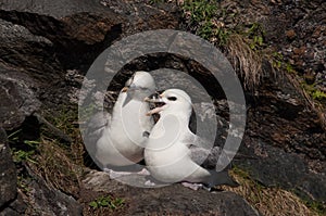 Northern fulmar