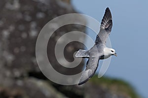Northern fulmar