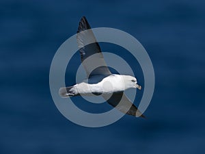 Northern fulmar