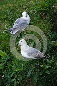 Northern Fulmar